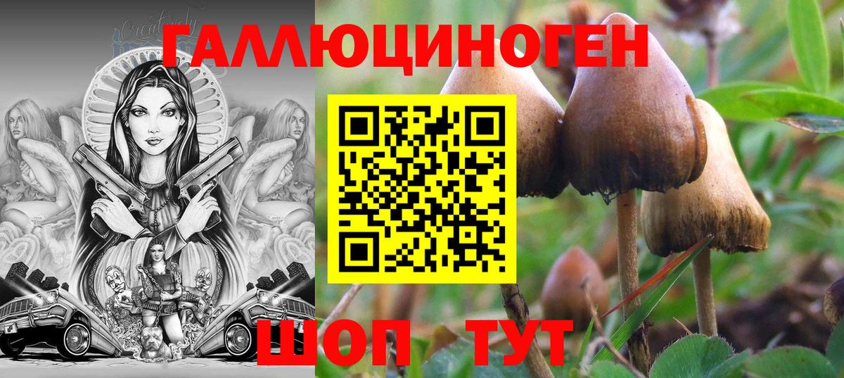 Псилоцибиновые грибы Cubensis Будённовск