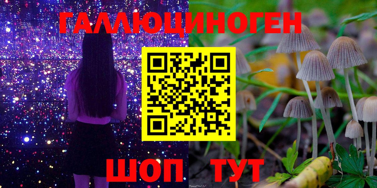 Будённовск  Галлюциногенные грибы Psilocybe  Вход с VPN 
